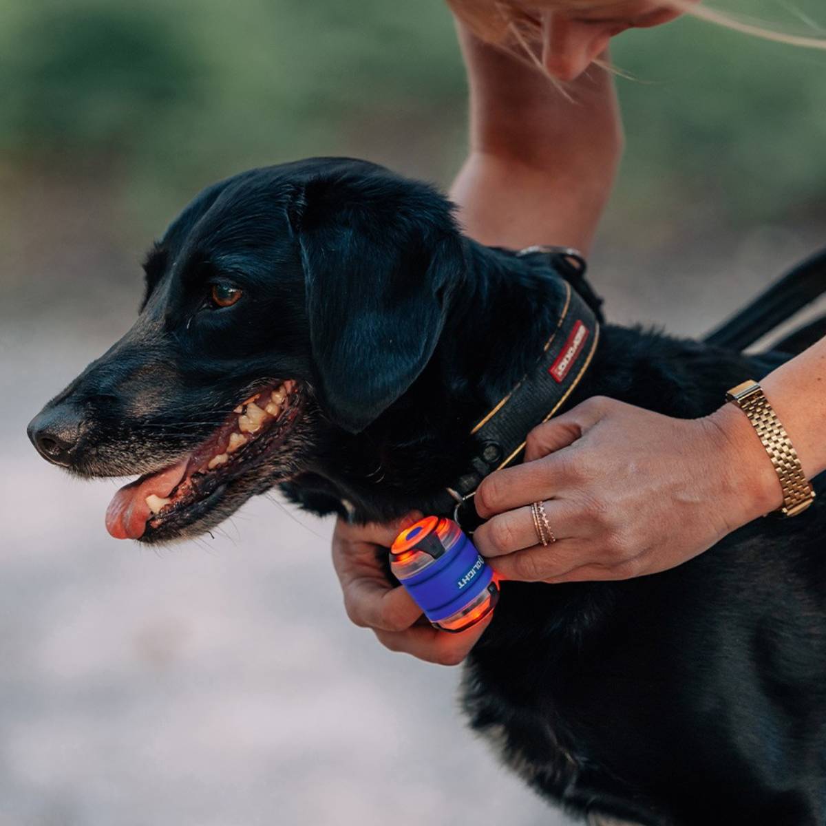 Foto proveedor El Calden - OL-1504