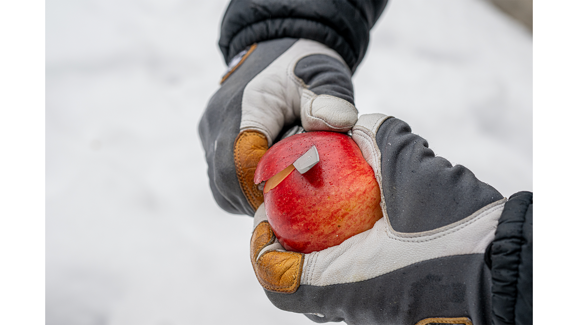 Foto proveedor El Calden - NS-11510