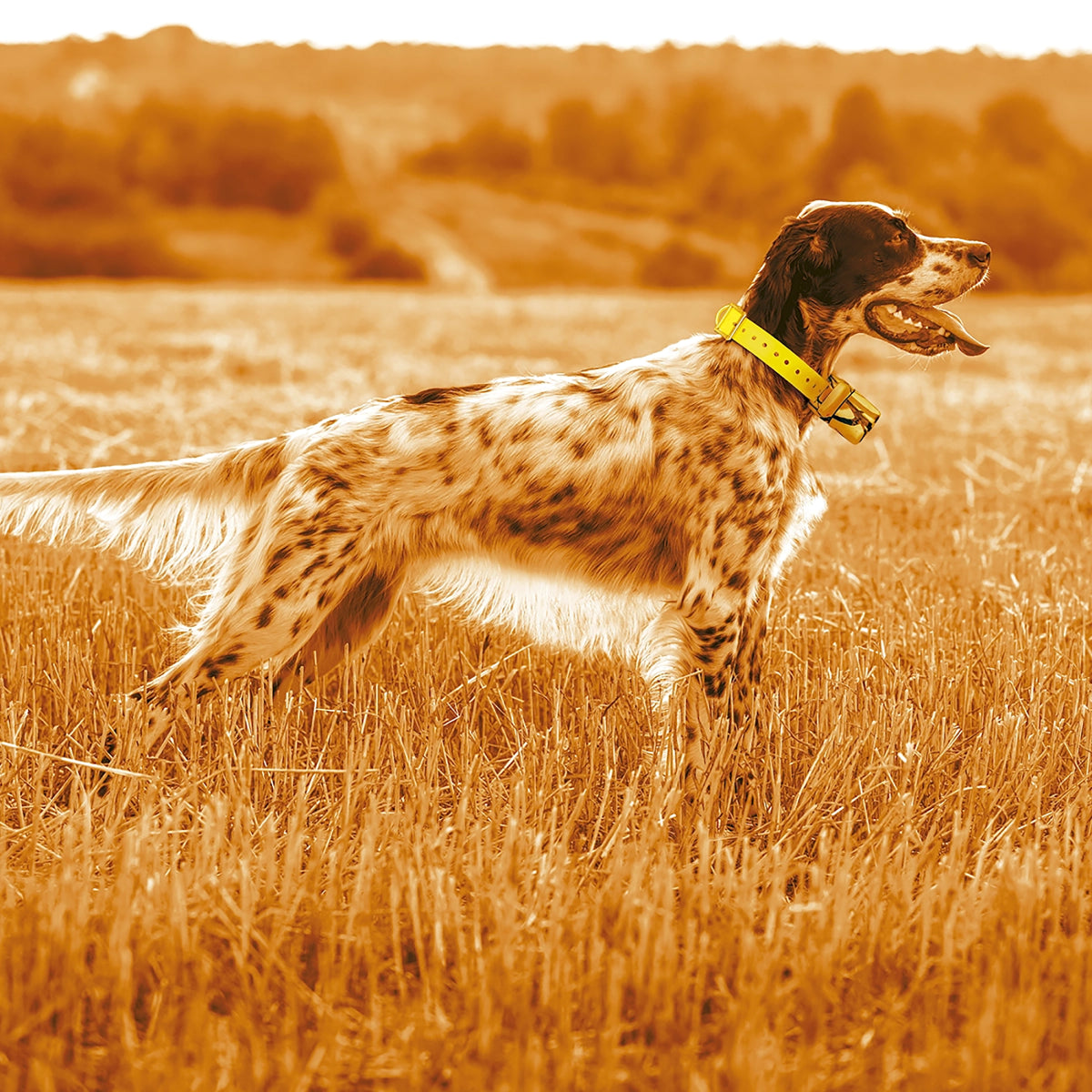 Foto proveedor El Calden - C1583